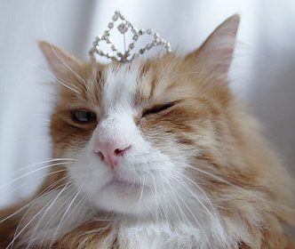 শখের আমি, শখের তুমি, শখ দিয়ে যায় চেনা